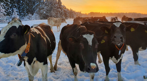 Talviulkoilevat lehmät