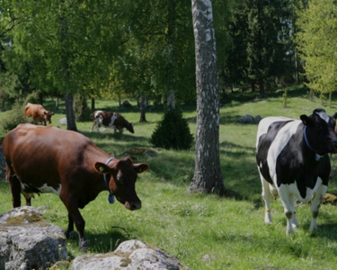 Hyväksi maaperälle, lehmille ja pörriäisille