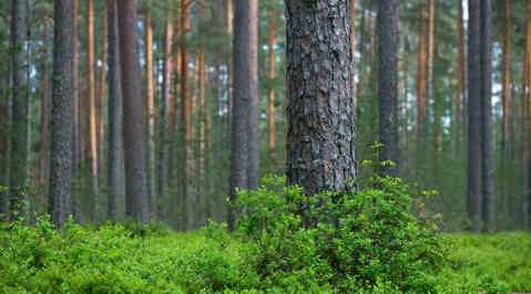 Vähemmän ja parempaa muovia Arlan pakkauksissa