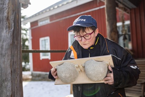 Pääskyt ja lehmät elävät tilalla symbioosissa