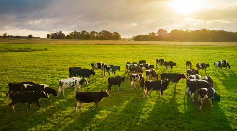 ELVI­-MERKKI KERTOO HYVINVOI­VISTA LEHMIS­TÄ