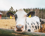 Hyväksi maaperälle, lehmille ja pörriäisille